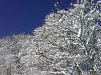 Arbre sous la neige en Ariège Pyrénées